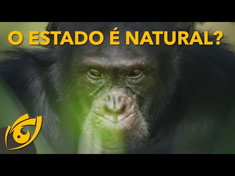 Vídeo: A Guerra Deixa Os Chimpanzés Felizes E Os Une - Visão Alternativa