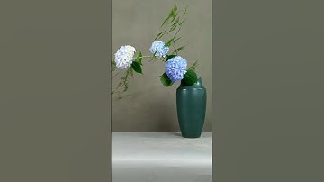 Hoa cẩm tú cầu đẹp vừa thơ mộng lại vừa hoang dã nên chiều lòng được nhiều lữ khách mê hoa.