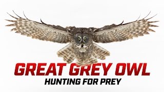 Great Grey Owl Hunting Prey - Powerful Raptor Footage