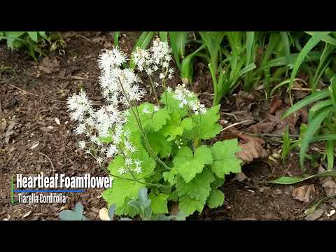 Heartleaf Foamflower 💚 Native Plants in Suburbia | Shade Loving Plants | Spring Blooms