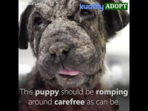 video editing software free Save Bella! Her skin is burning with mite infestation.