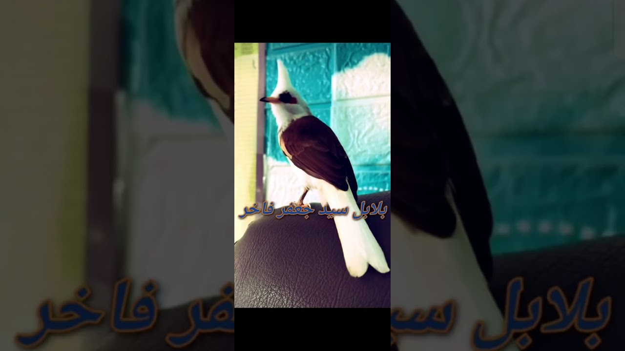 طياريات وندهات بلبل وحشي في الطبيعة لتحريك وتحفيز البلابل(مجربة )