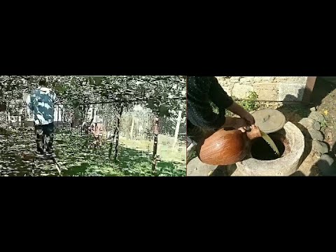 რთველი 2019 საჩხერე სოფელი სავანე rtveli sachxere How wine is made-Как производится вино