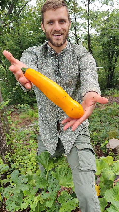daily harvest! at the Govec Food Forest 🌱 #farming #harvest