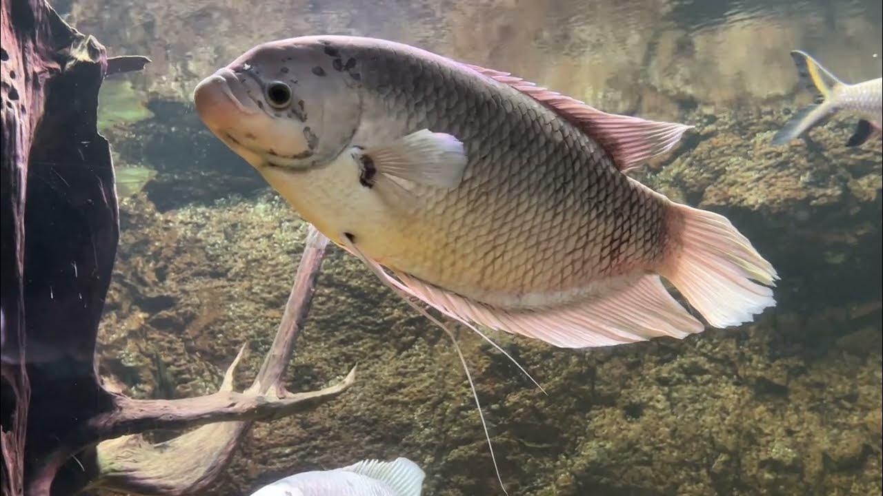 giant gouramiグラミー＠バルセロナ水族館 YouTube