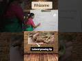 Rhizome #rhizome #class12botany # underground modified stem #nodes #internodes