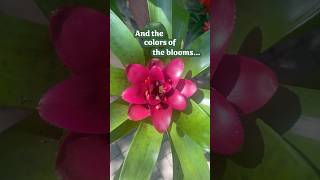 Bromeliads for butterflies