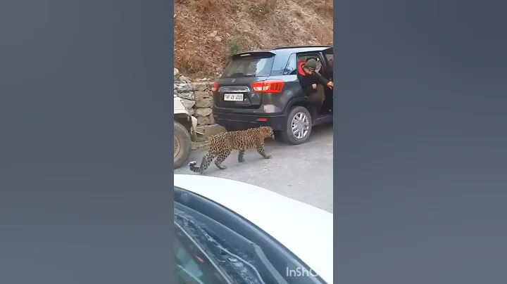 Leopard in Public - Dangerous Wild Animal - Himachal - India - DayDayNews