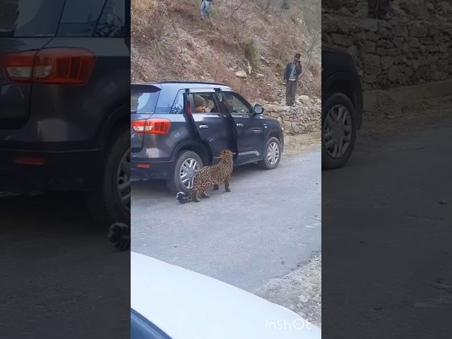 Leopard in Public - Dangerous Wild Animal - Himachal - India class=