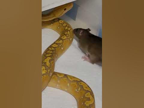 Reticulated Python Wraps Up Rat Fast - YouTube
