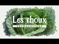 Tout savoir sur la culture des choux          permaculture