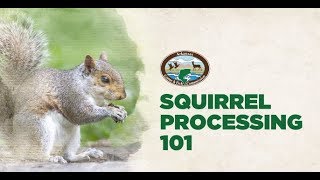 Squirrel Processing 101