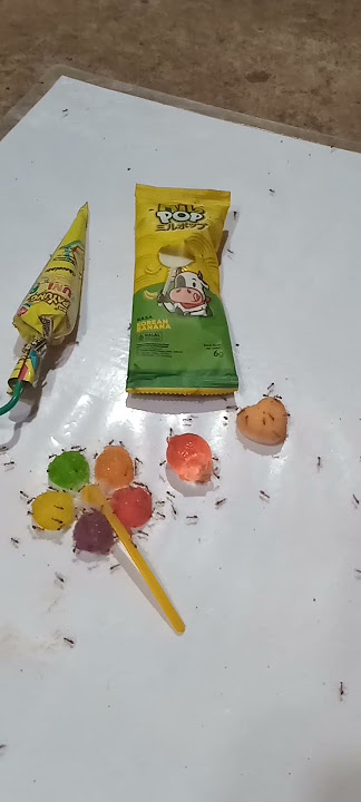 # there are junior mil pop umbrella chocolates and three soft candies for ants #shorts