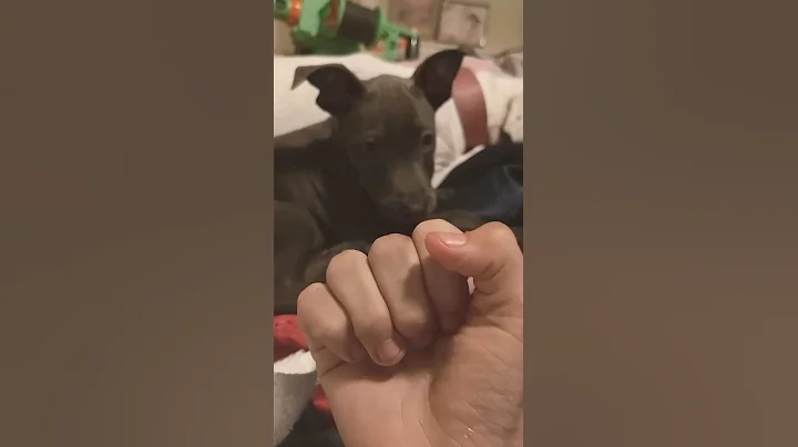PEPE THE DOG Vs. THE FINGER