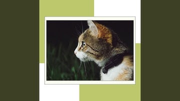 Opulent Mysterious Cat