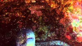 Moray Eel Attacks GoPro Camera - Kona Hawaii