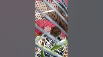 ngechek telor pleci setelah 14 hari di eram i.. #ternak.pleci.dakun #ternak.pleci.sangkar.gantung