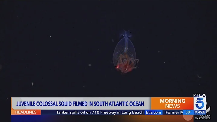 Giant sea creature caught on video for the first time