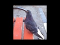 Голубь мира - прикол голубь очень смешной pigeon