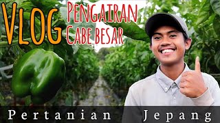 🌶️ Pengairan kebun cabe di pertanian jepang
