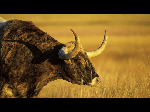 Видео: Стоит ли бежать от быка?