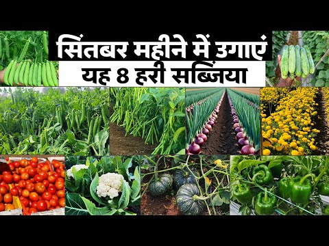 Most Profitable Vegetables to Grow in September | Vegetables to grow in September, Peas