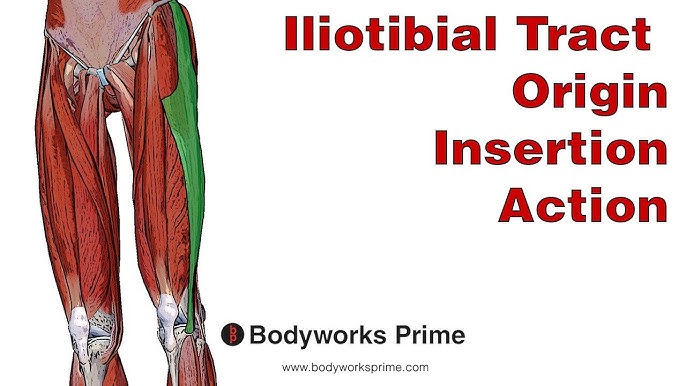 Tensor Fasciae Latae (TFL) Anatomy: Origin, Insertion & Action 