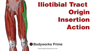 Iliotibial Tract (ITB) Anatomy: Origin, Insertion & Action