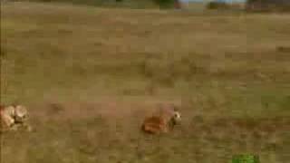 Killer Clips - Cheetah Snags A Gazelle