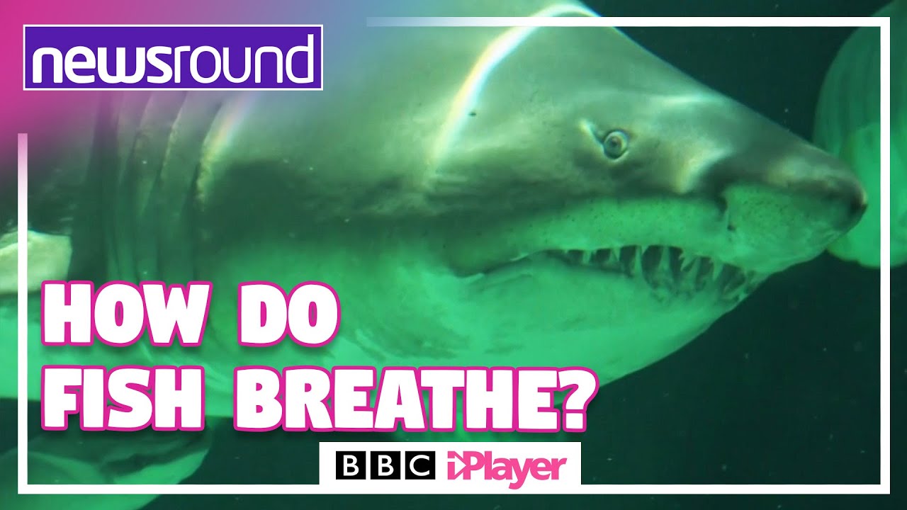 Can fish drown? - Discover Wildlife