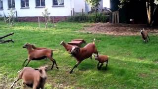 Schafe - Kamerunschafe ;Cameroon sheep -glücklich, freudig, lebendig- 2 - funny sheep Action Trailer