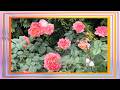 Why You Need This Coral Floribunda in Your Garden