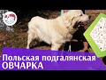 Польская подгалянская овчарка на ilikepet. Особенности породы, уход