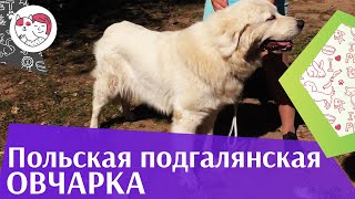 Польская подгалянская овчарка на ilikepet. Особенности породы, уход