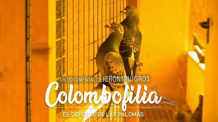 Colombofilia: el deporte de las palomas