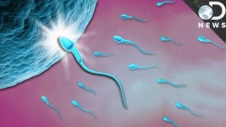 What Exactly Happens When Sperm Meets Egg? What Exactly Happens When Sperm Meets Egg?