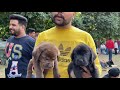 Wholesale Dog Market At Panchkula KCI Dog Show 14-11-2021