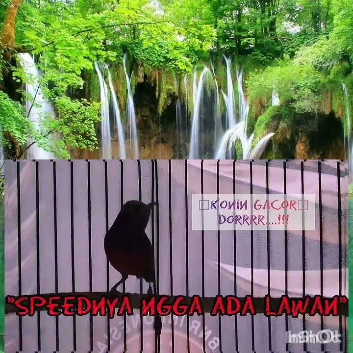 therapy Konin Macet bunyi#kolibri_ninja