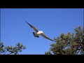 Video for "Bird Island", SEYCHELLES, VIDEO