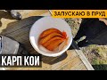 Запустил в пруд 30 килограмм карпов кои. Для декоративных целей и подкормки хищника.