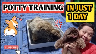 HOW TO POTTY TRAIN YOUR DOGS EASY AND EFFECTIVE( SHOPEE)