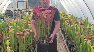 Venus flytrap repotting update and short Sarracenia tour 3-22-2026