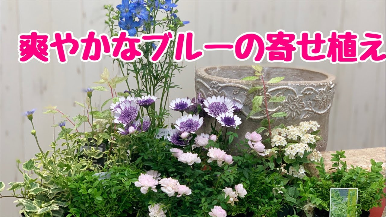 爽やかなブルーの寄せ植えギャザリング上から Youtube