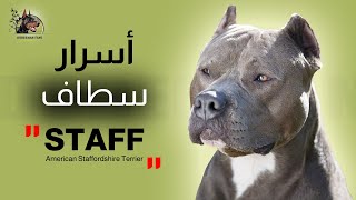 American Staff - أسرار سطاف