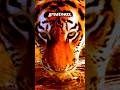 "The Tiger’s Solitary Journey: Embrace Your Inner Strength"