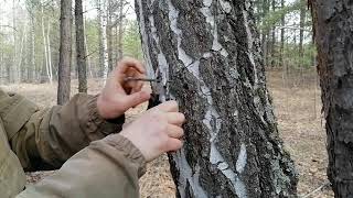 Дедовский способ добычи берёзового сока. Самый простой и самый щадящий.