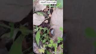 ظهور دودة الصيف مؤشر على دفئ الجو @zenahplants دوده nature طبيعة