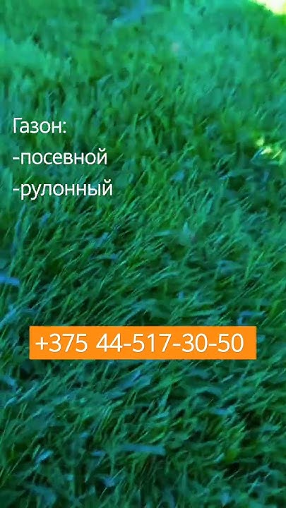 #газон рулонный и посевной Минск и Минский район - YouTube