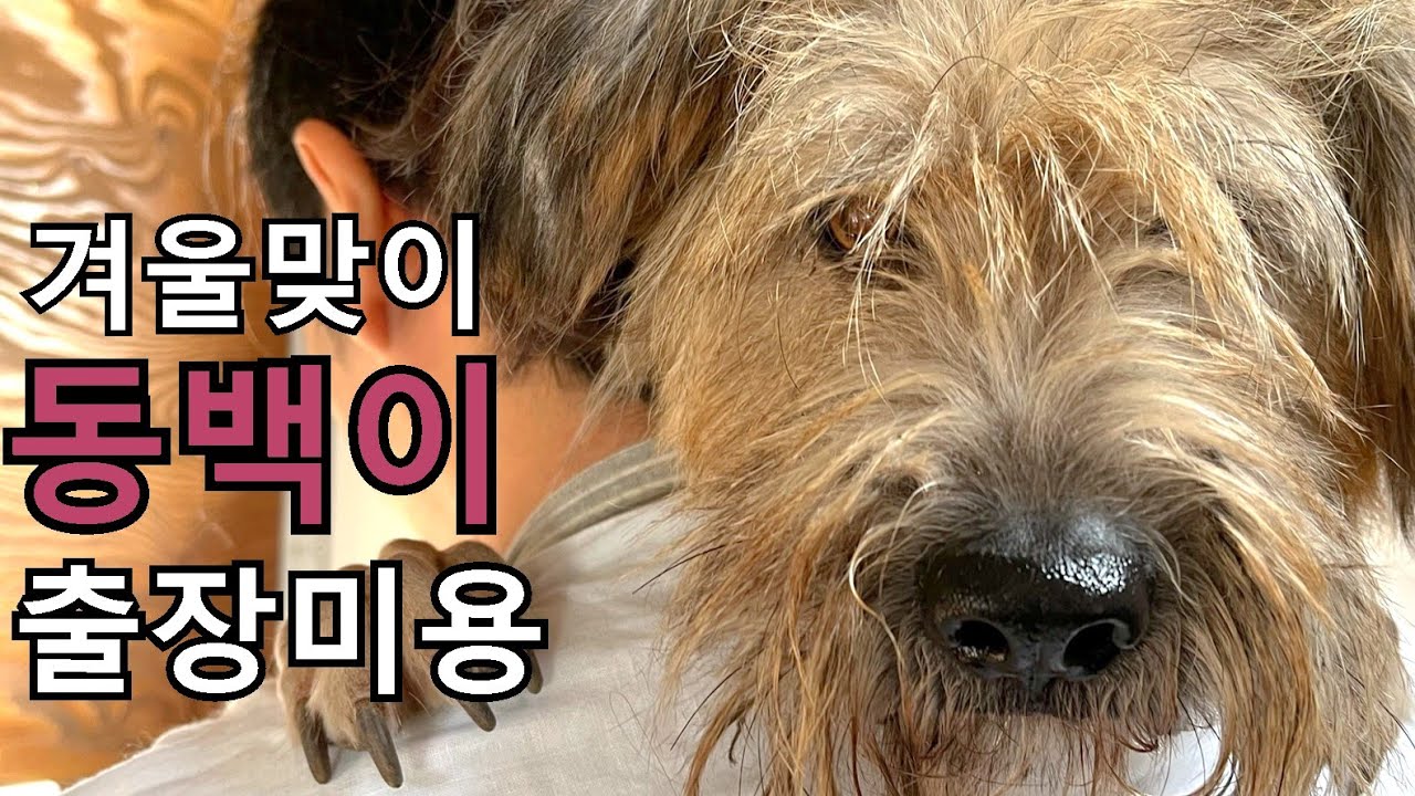 두꺼운 털 코트 버리고 새 코트로 갈아 입어요 / 애견 미용 / 애견 출장 미용 / 삽살개 미용 / dog grooming
