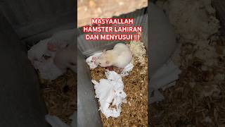 Masyaallah Hamster Beranak Hamster Menyusui Hamster Lahiran Hamster Menyusui Anaknya